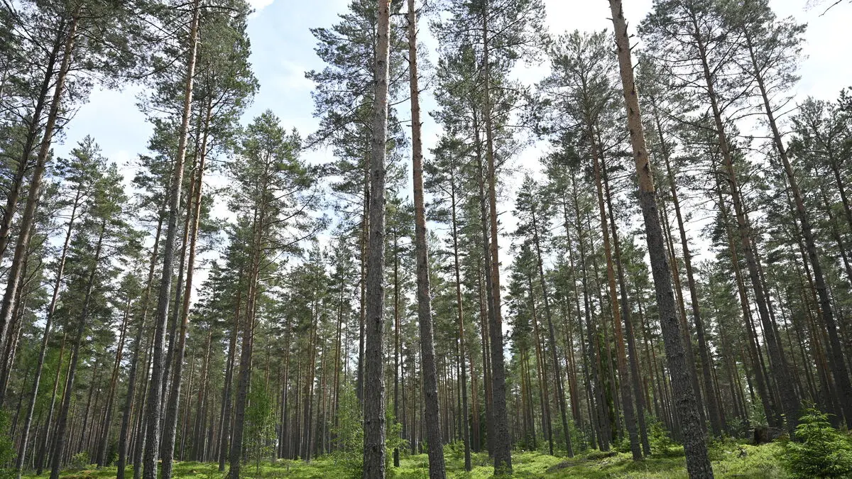 High risk of forest fires